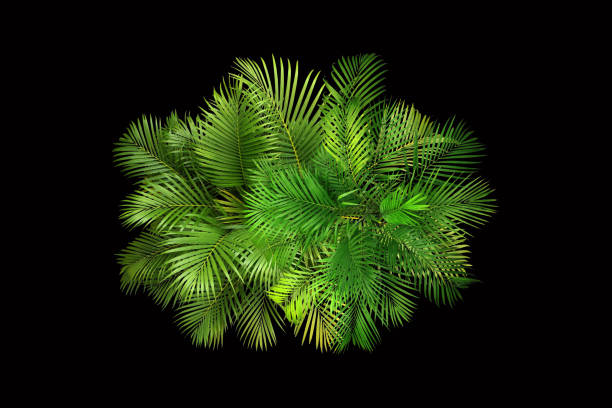 istock top view palm leaves tree for summer background 1316411615