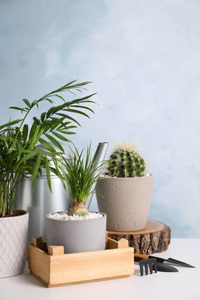 istock Beautiful Nolina, Cactus, Chamaedorea in pots with gardening tools on white table. Different house plants 1316411632