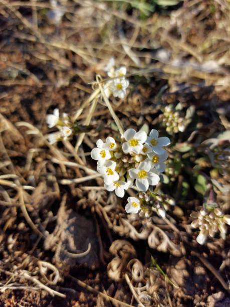 istock White wildflower close-up on spring meadow 1316411903