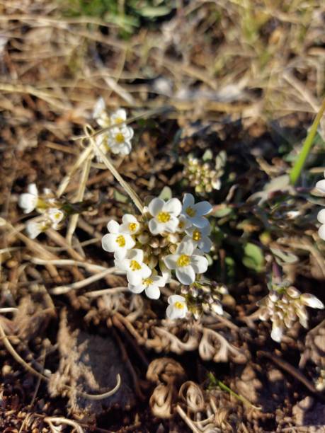istock White wildflower close-up on spring meadow 1316411914