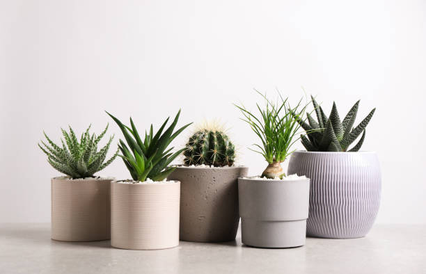 istock Different house plants in pots on grey table against white background 1316412541