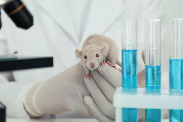 istock Scientist with rat in chemical laboratory, closeup. Animal testing 1316412724