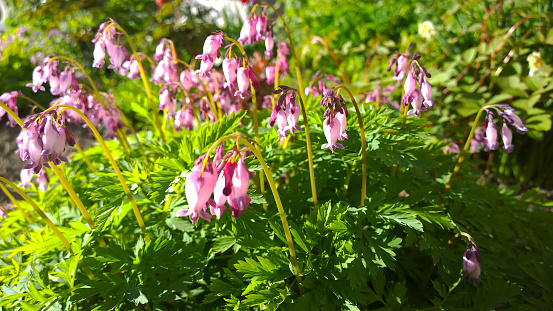 Dicentra or bleeding-hearts background. Pink flowers in the form of bells and hearts. Wild plant with with fernlike leaves. Beauty in nature. Blossom. Sunny day. Summer and spring inspiration.