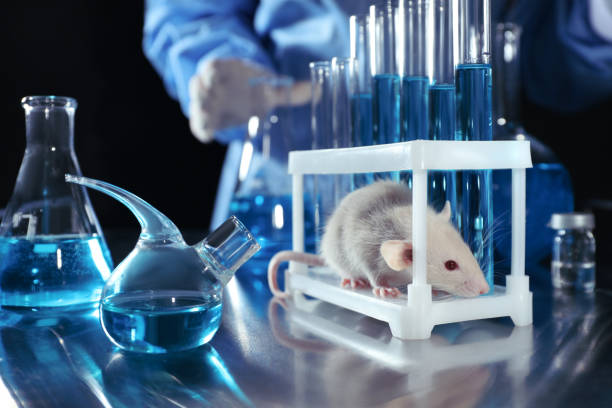 istock Rat on table in chemical laboratory. Animal testing 1316413265