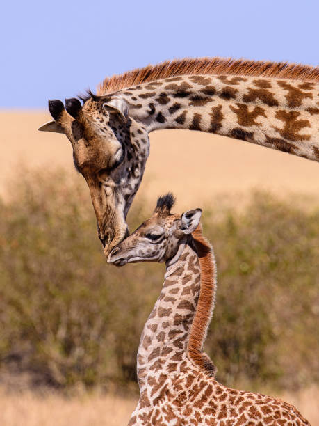 Reticulated Giraffe in a South African Game Reserve, feeding on bushes and trees. Two young giraffes looking at the camera.