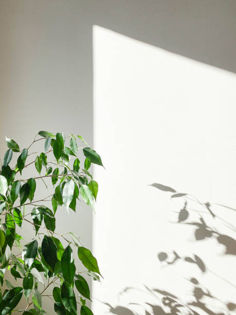 istock Decorative house plant on white background with natural light. Creative nature background. gardening concept. Decoration of home interior 1316413408