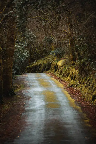 Photo of Rural road through thick autumn forest