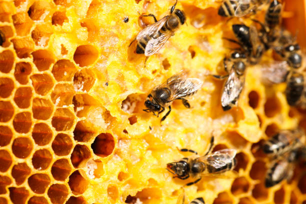 istock Golden honeycomb with bees in an apiary 1316414556