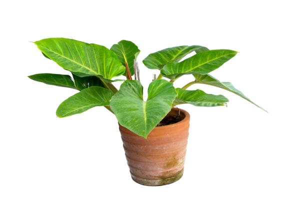 istock Philodendron in clay pot on white background 1316414683