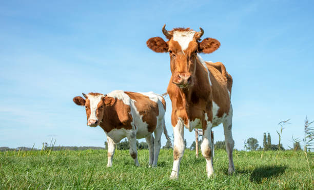 istock Sassy cows standing in a pasture with horns and nosy under a blue sky and a faraway straight horizon. 1316414708