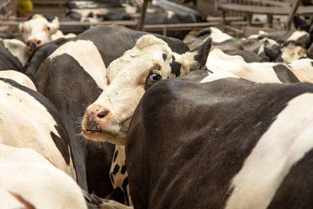 istock Cow head in a milking parlor machine squeezes between the other cows in a stable. 1316414743
