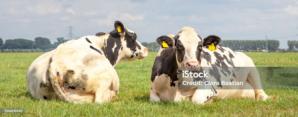 Two cows lying cozy together in the green grass next to each other. - Royalty-free Aconchegante Foto de stock Two cows lying cozy together in the green grass next to each other. - Royalty-free Aconchegante Foto de stock