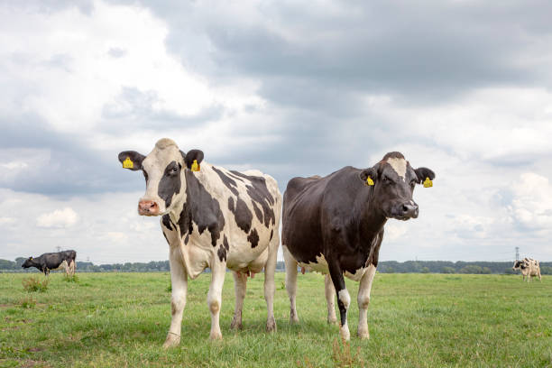 istock Cows standing in a pasture, together, black and white, Holstein,  under a blue cloudy sky and a faraway straight horizon. 1316415555