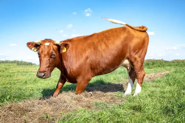 Kneeling cow stands up, in a green pasture with blue sky with white clouds, breed: "deep-red" a Dutch heritage cattle.