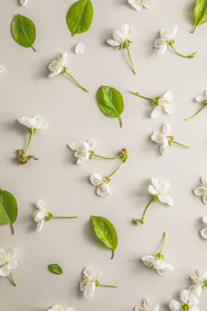 istock Floral pattern of white spring or summer flowers on gray background. Copy space for your text. Flat lay style. 1316415689