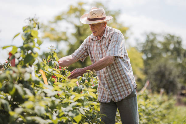 istock Mature farmer picking raspberries at allotment 1316415988