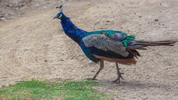 istock Young male of peacock 1316416713