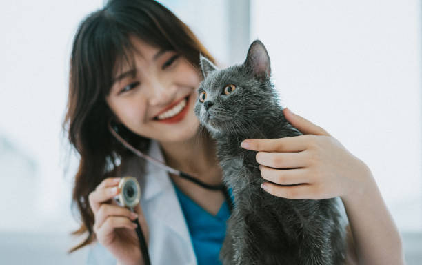 veterinarios - vet veterinary medicine young women female fotografías e imágenes de stock