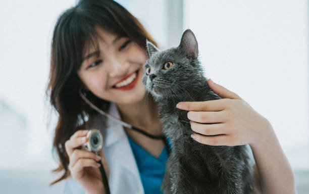 Veterinarians The female veterinarian is doing routine physical exams for the cat Veterinary Medicine stock pictures, royalty-free photos & images