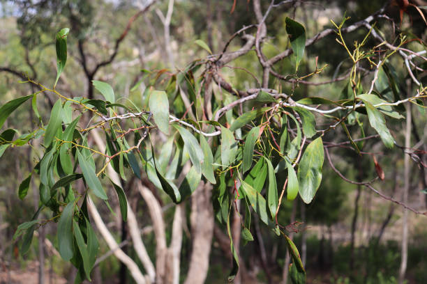 istock eucalyptus leaves on a branch 1316417336