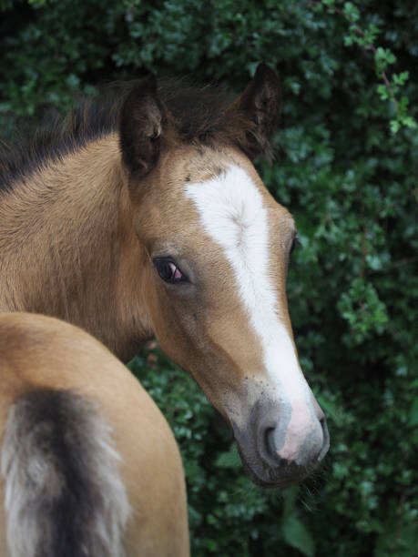 Dun Welsh Pony Foal A head shot of a cute Welsh pony foal. dun colored horse stock pictures, royalty-free photos & images
