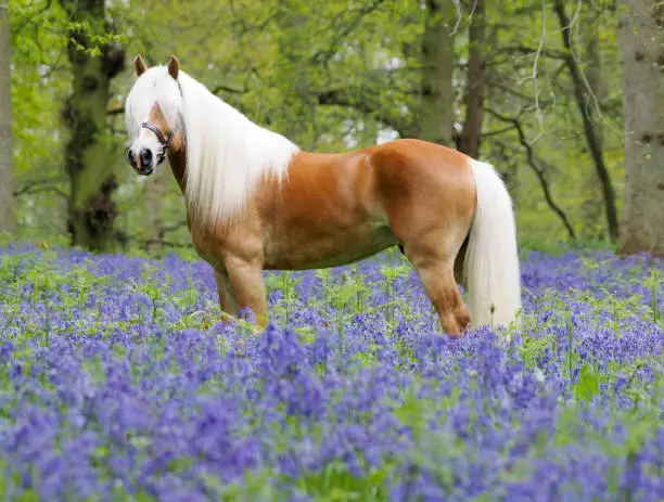 A beautiful Hafflinger stallion standing in a bluebell woods.