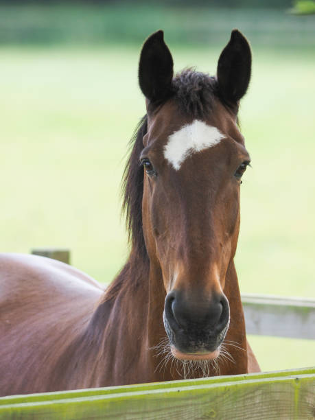 Bay Horse Headshot A headshot of a bay horse in a summer paddock. bay horse stock pictures, royalty-free photos & images