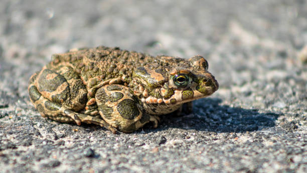 istock Tree green frog sitting on the pavement. Close-up green eye. Blurred background. Space for text. 1316420397