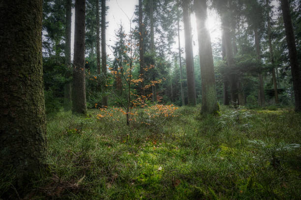 istock Nature mood in the Forest 1316420550