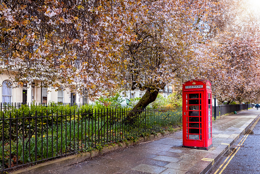 A classic, red telephone booth on a street in London, United Kingdom, under blossoming trees for spring time