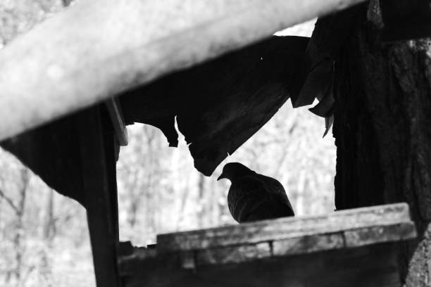 istock Pigeon is in bird feeder 1316421600