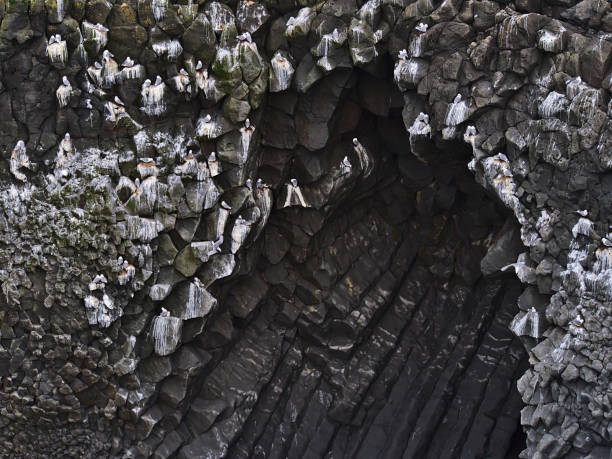 istock Northern fulmar birds (fulmarus glacialis) perching and building nests on steep volcanic basalt cliffs on the Atlantic coast of Arnarstapi, Snæfellsnes peninsula, Iceland. 1316421850