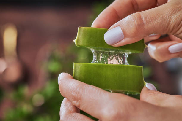 Close up of woman hands holding aloe vera slices. stock photo