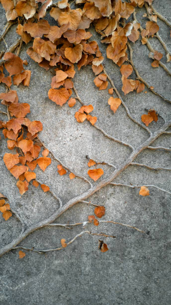 Close-up diagonal ivy stalk with parallel branches,stems,faded brown,carved three-lobed leaves,curling on gray stone,concrete wall.Climbing shrub.Vertical background,wallpaper,copy space,soft focus. tallo de hiedra diagonal de primer plano con ramas paralelas, tallos, marrón descolorido, hojas talladas de tres lóbulos, rizado en piedra gris, pared de hormigón. arbusto de escalada. fondo vertical, fondo de pantalla, espacio de copia, enfoque suave