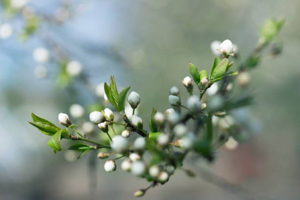 istock flowering spring trees.Spring blossom background. Beautiful nature scene with blooming tree 1316422911