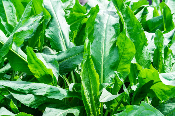 istock close-up green grass, natural texture background. broadleaf 1316423326