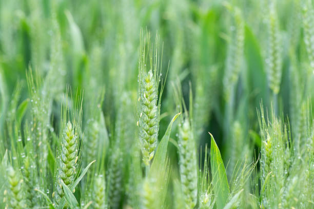 istock young green wheat ears close up in the field 1316425829
