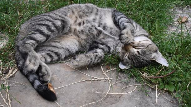 istock Young tabby cat with cute paw at nose sleeps curled up 1316426780