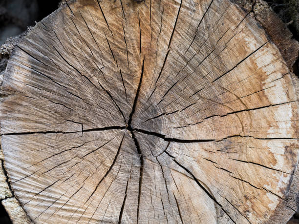 istock A material of oak wood 1316427171