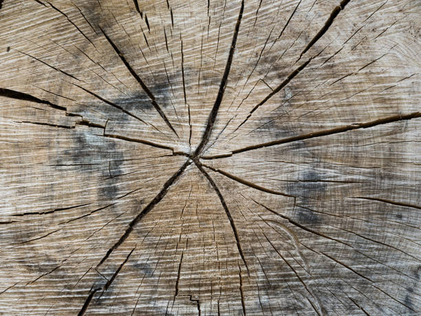istock A material of oak wood 1316427172