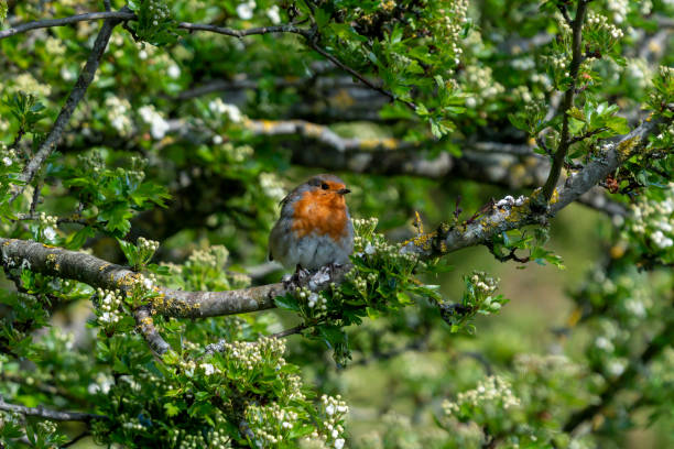 istock Pretty robin in a background of green 1316429197