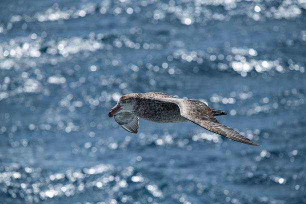 istock A southern giant petrel (Macronectes giganteus) glides over dark-blue waters 1316429984