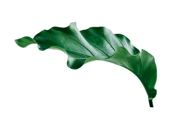 тропический зеленый лист изолированы на белом фоне с вырезки путь для элементов дизайна, абстрактные зеленые листья текстуры, фон природы - large leaf стоковые фото и изображения