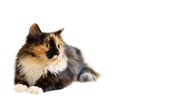 Photo of Cute fluffy young three-color orange-black-and-white long-haired cat isolated on white background. Advertising banner.