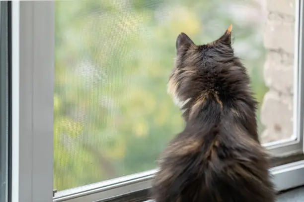 Photo of Domestic long-haired three-color orange-black-and-white cat sitting near window and looking out it.