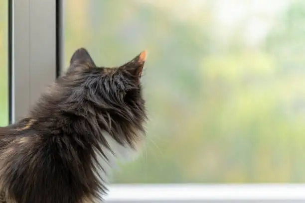 Photo of Long-haired three-color orange-black-and-white cat standing near window and looking out it.