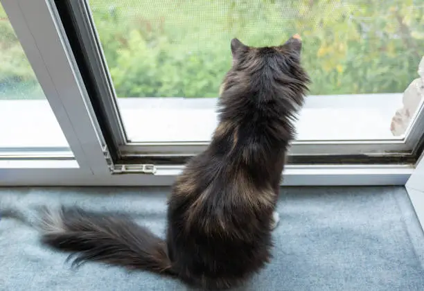 Photo of Top view and rear to domestic three-color cat sitting near open window with mesh and looking out it.