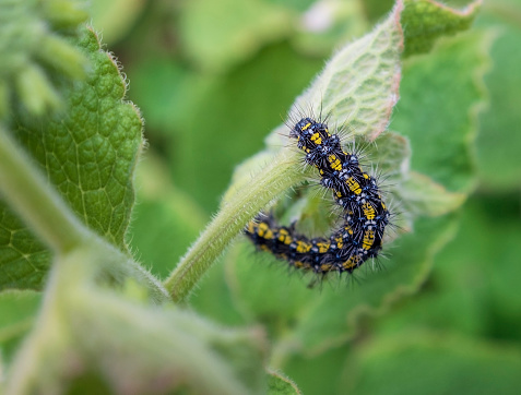 Yellow, Blue, And Black Scarlet Tiger Moth Caterpillar In The UK (Photographed In The Southwest Of England)