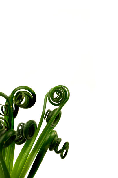 albuca spiralis with white background
