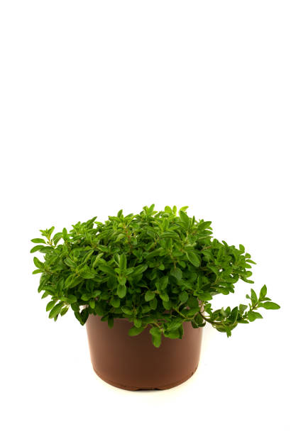 istock Origanum in pot with white background, top view 1316434400